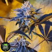 In House Genetics Double Kush Breath - photo made by Modoak