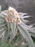 In House Genetics Platinum Punch - photo made by Mike11961