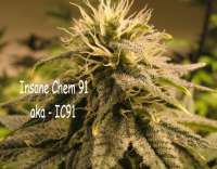 Picture from OSGINFO (Insane Chem 91)