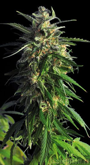 Kannabia Seeds La Blanca