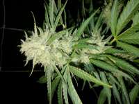 Kannabia Seeds Mataro Blue - photo made by 1azure