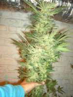 Picture from Weedpower (Mataro Blue)