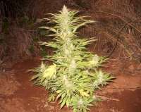 Picture from SativaFred (White Domina)