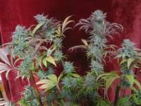 Picture from Grower13 (Bodhi Tree)