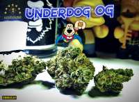 Picture from Justin108 (Underdog OG)