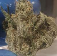 Lost Labs Genetics Mega Lemon - photo made by Chronoseur