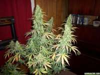 Lowlife Seeds Automatic AK47 x New York City Diesel - photo made by 420GT