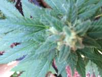 Lowlife Seeds Automatic Hindu Kush - photo made by profgreen