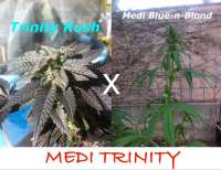 Picture from MadCat (Medi Trinity)