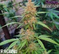 Madcap Genetics Rasbino - photo made by Madcap