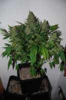 Magus Genetics Double Dutch - photo made by Deadbeat