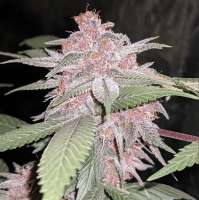 MassMedicalStrains Indigo Child Bx1 - photo made by pupilfam