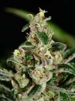 MassMedicalStrains Mobyphylaxis - photo made by pupilfam
