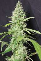 Picture from passionsfrucht (Silver Princess Mc Jaggen)