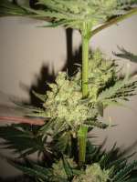 Picture from MrOrganic (Cinderella 99 BX-1)