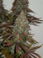 MzJill Genetics Jillybean - photo made by Cultivator420