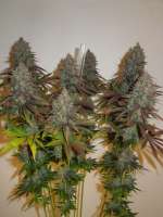 MzJill Genetics Jillybean - photo made by Cultivator420