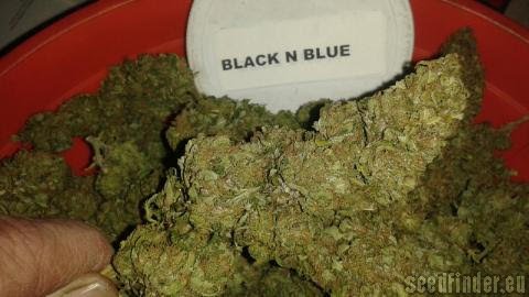 New420Guy Seeds Black n Blue