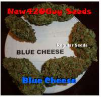 Picture from New420Guy (Blue Cheese)