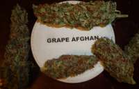 Picture from New420Guy (Grape Afghan Kush)