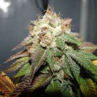 New420Guy Seeds Pre 98 Bubba Kush - photo made by new420guy