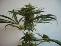 Picture from merlin (Aurora Indica)