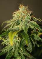 Nirvana Seeds California Orange Bud - photo made by audioaddict