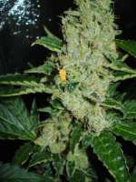 Nirvana Seeds Northern Light - photo made by rumo1