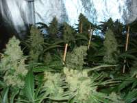 Nirvana Seeds Northern Light - photo made by rumo1