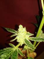 Picture from Marijuana (Papaya)