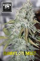 Old Dutch Genetics Babylon Mist - photo made by OldDutchGenetics