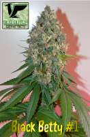 Picture from OldDutchGenetics (Black Betty)