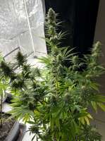 Paisa Grow Seeds Super Choco - photo made by Pezumol