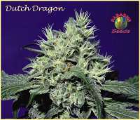 Picture from SativaFred (Dutch Dragon)