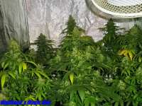Picture from HighSeed (Magic Bud)