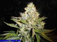 Picture from HighSeed (Magic Bud)