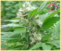 Picture from SativaFred (Magic Bud)