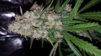 Picture from Pomdbg (Mendocino Skunk)