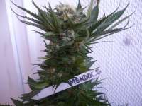 Picture from merlin (Mendocino Skunk)