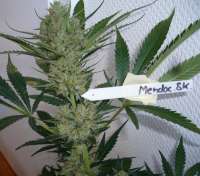 Picture from merlin (Mendocino Skunk)