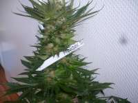 Paradise Seeds Mendocino Skunk - photo made by merlin