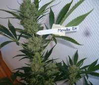 Picture from merlin (Mendocino Skunk)