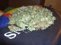 Picture from Roadkill420 (Sensi Star)