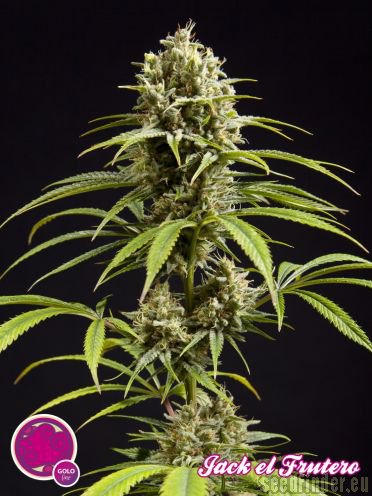 Philosopher Seeds Jack El Frutero