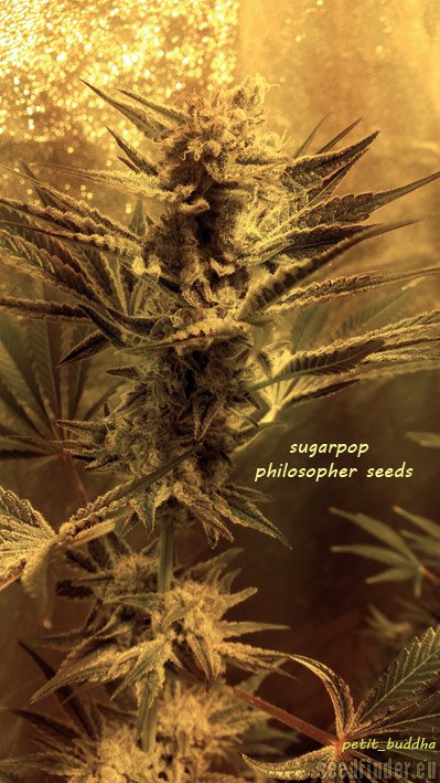 Philosopher Seeds Sugarpop