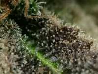 Picture from RedBeeSeeds (Grape Gazoo)