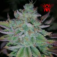 Picture from RedBeeSeeds (Space Ghost)