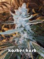 Reserva Privada Kosher Kush - photo made by grinspoon