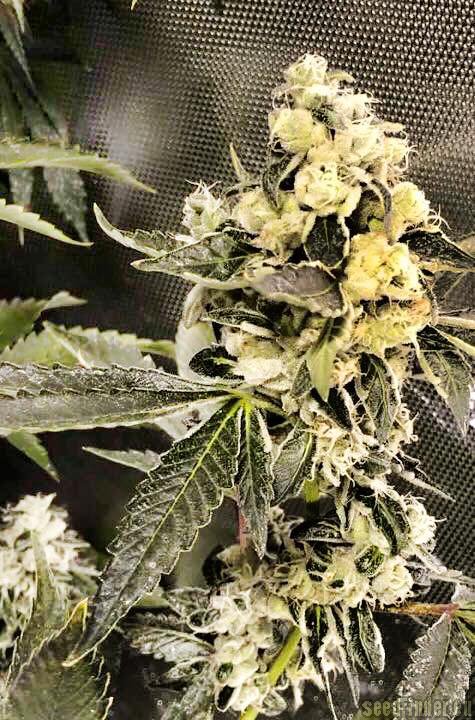 Reservoir Seeds Sour Diesel IBL