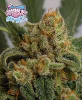 Ripper Seeds Grapegum - photo made by RSeeds